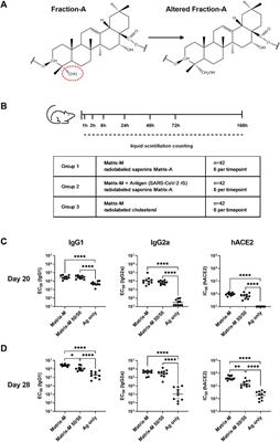 Biodistribution of the saponin-based adjuvant Matrix-M™ following intramuscular injection in mice